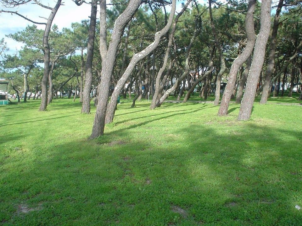 Parque De Campismo Da Praia Da Barra Gafanha da Nazaré Extérieur photo